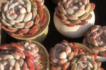 怎么让您的多肉变得又肥又美 控养的秘籍