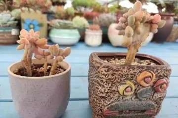 醉美人多肉怎么繁殖的方法 扦插与叶插