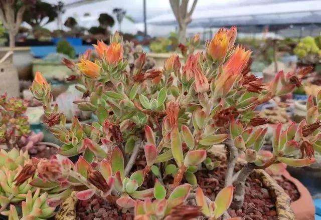 冬季锦晃星多肉放在室内可以正常开花