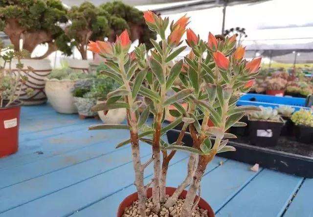 冬季锦晃星多肉放在室内可以正常开花