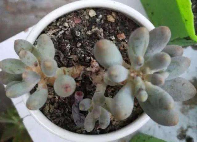 隔三差五就给多肉浇水