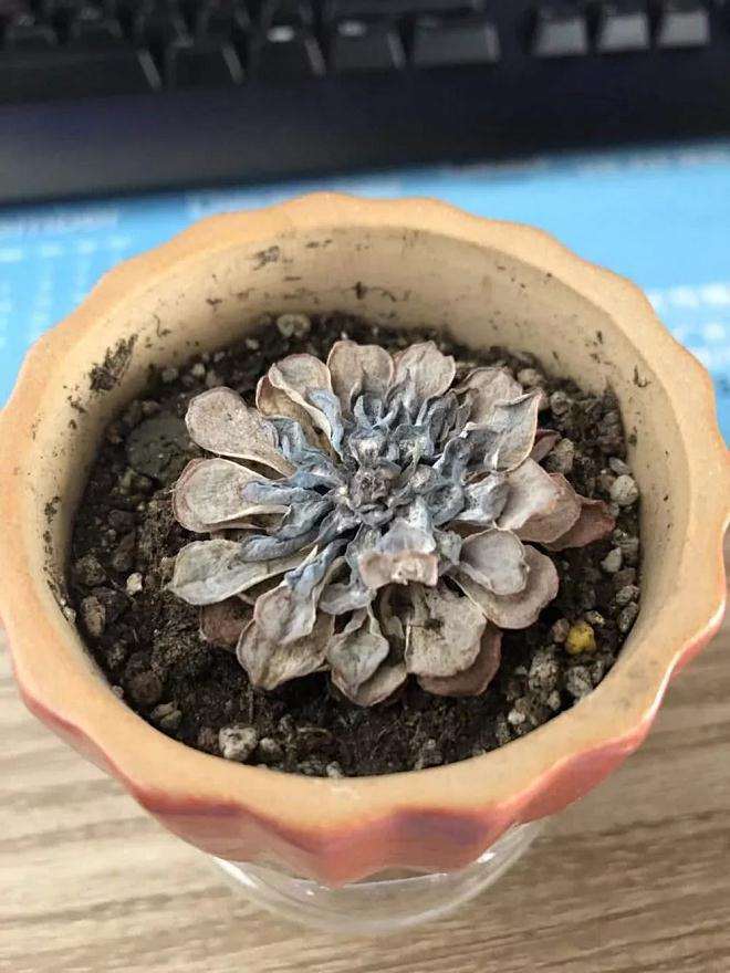 隔三差五就给多肉浇水