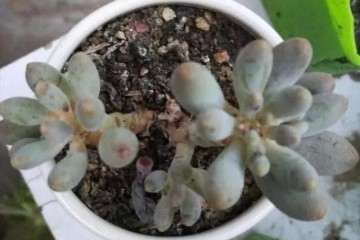 隔三差五就给多肉浇水 会死的 图片