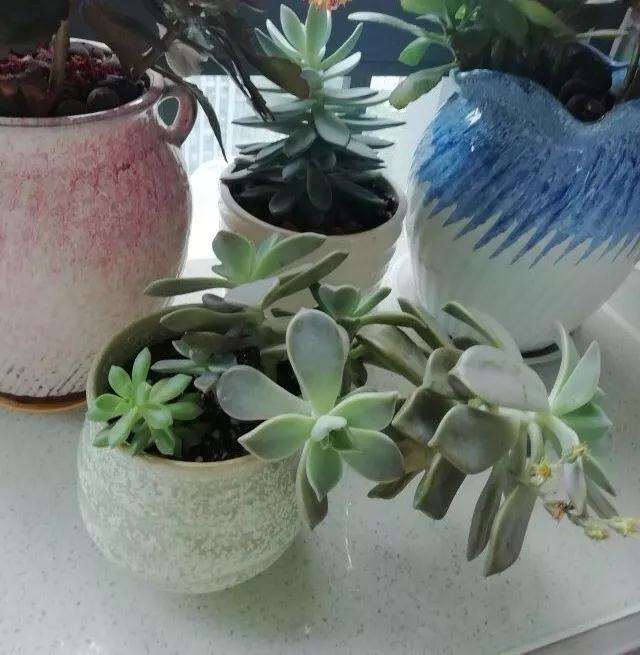 在水中怎么培育多肉植物 生根特快