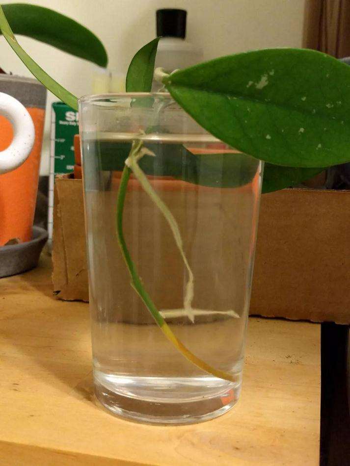 在水中怎么培育多肉植物 生根特快