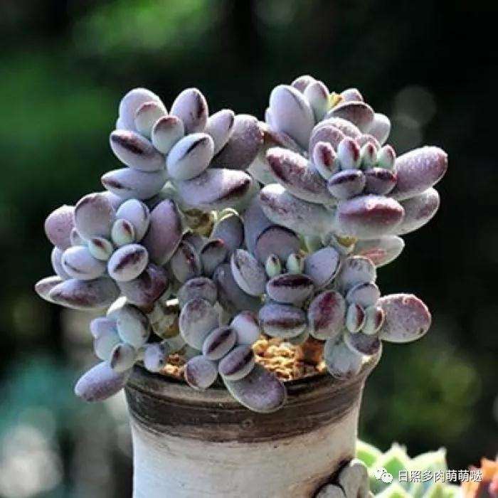 夏季来了 多肉就不要大量浇水 以免死了