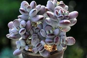 夏季来了 多肉就不要大量浇水 以免死了