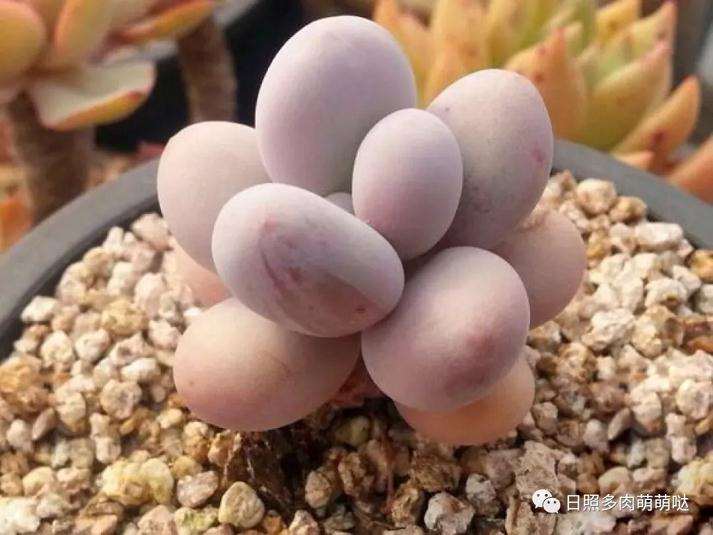 夏季休眠期多肉植物怎么养护