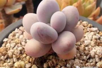 夏季休眠期多肉植物怎么养护 图片