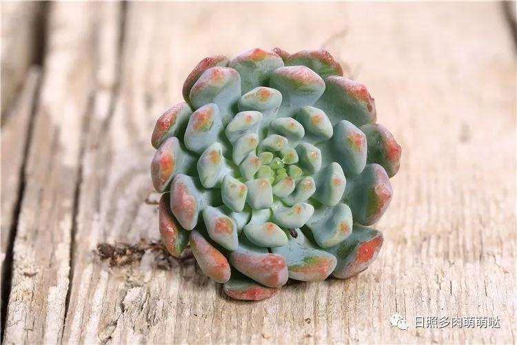 多肉就完全可以露养