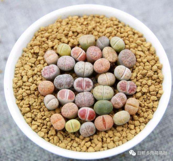 多肉使用什么盆器根系最容易呼吸