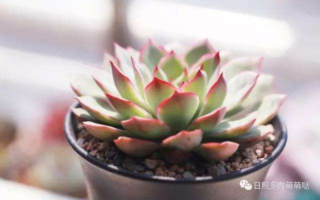 多肉植物怎么配土和上盆的方法