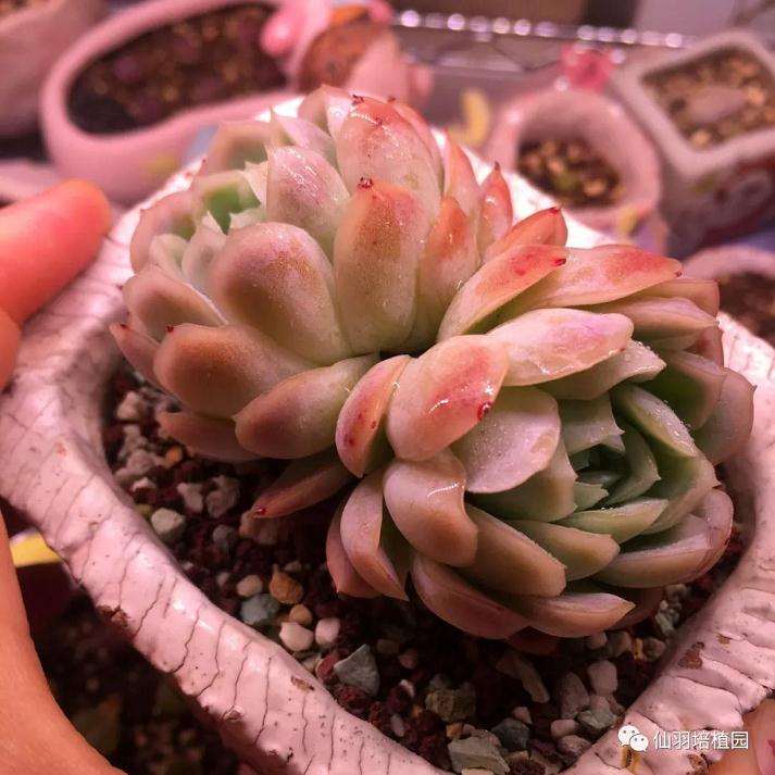 多肉暴晒对杀死病害还有效果