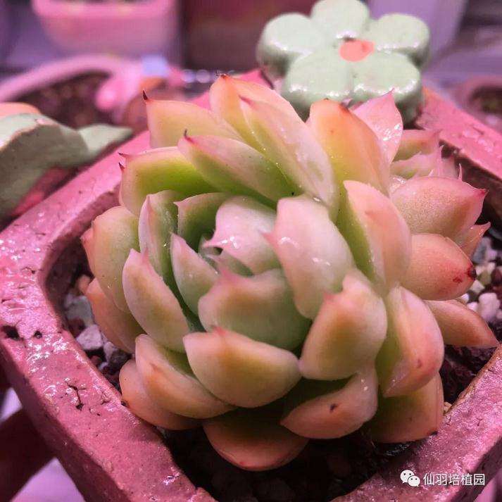 多肉暴晒对杀死病害还有效果