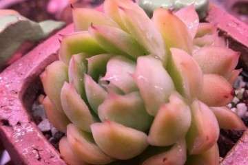 多肉暴晒对杀死病害还有效果 图片