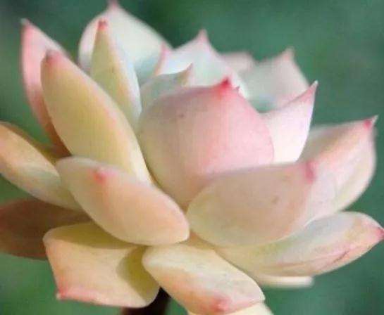 多肉光长个子不长肉怎么办