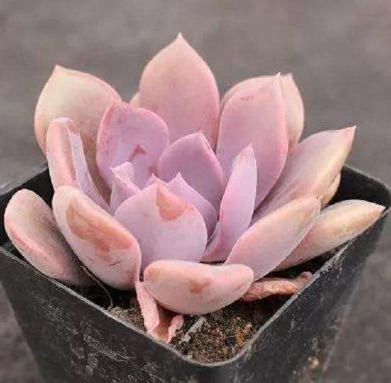 多肉光长个子不长肉怎么办