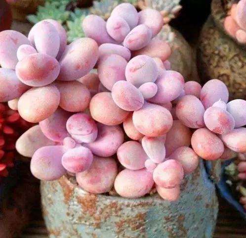 多肉桃蛋怎么选好花盆是关键 图片
