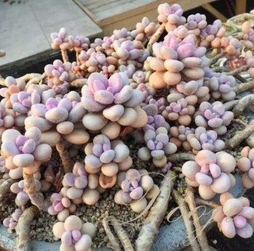 多肉桃蛋怎么选好花盆是关键 图片