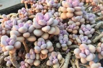 多肉桃蛋怎么选好花盆是关键 图片