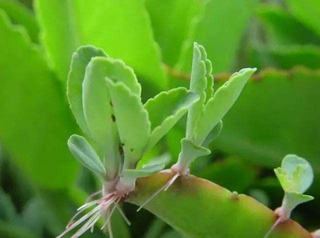 多肉不死鸟实在太过嚣张 教你3个办法消灭它