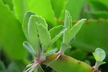 多肉不死鸟实在太过嚣张 教你3个办法消灭它