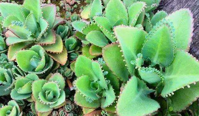 多肉植物养护过程中