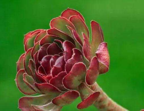 多肉植物养护过程中