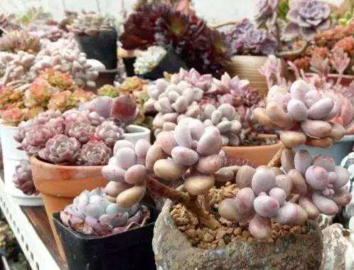 多肉植物养护过程中