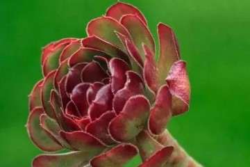 多肉植物养护过程中 8件事不要做