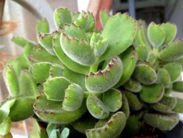 怎样养护熊童子多肉容易出状态 图片