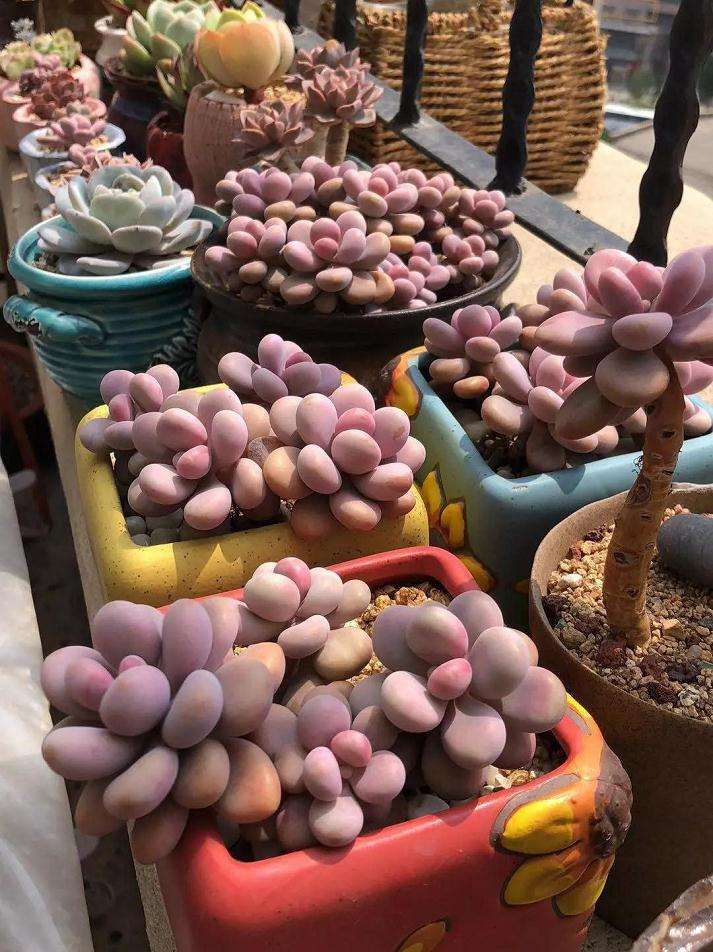 多肉应该如何浇水