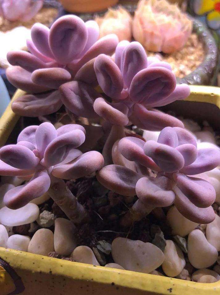 多肉应该如何浇水