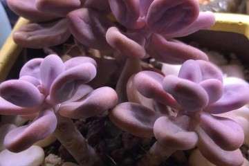 多肉应该如何浇水 多久浇一次 图片