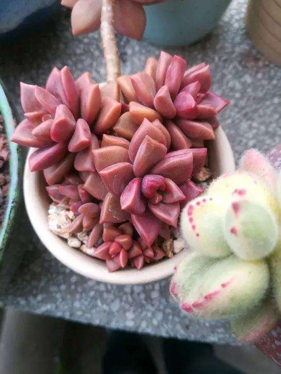 怎么用矿泉水瓶自制多肉浇水神器