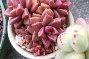 怎么用矿泉水瓶自制多肉浇水神器