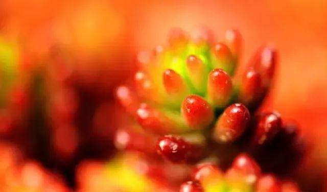 多肉需要施肥吗