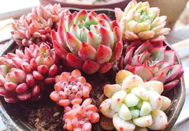 多肉需要施肥吗