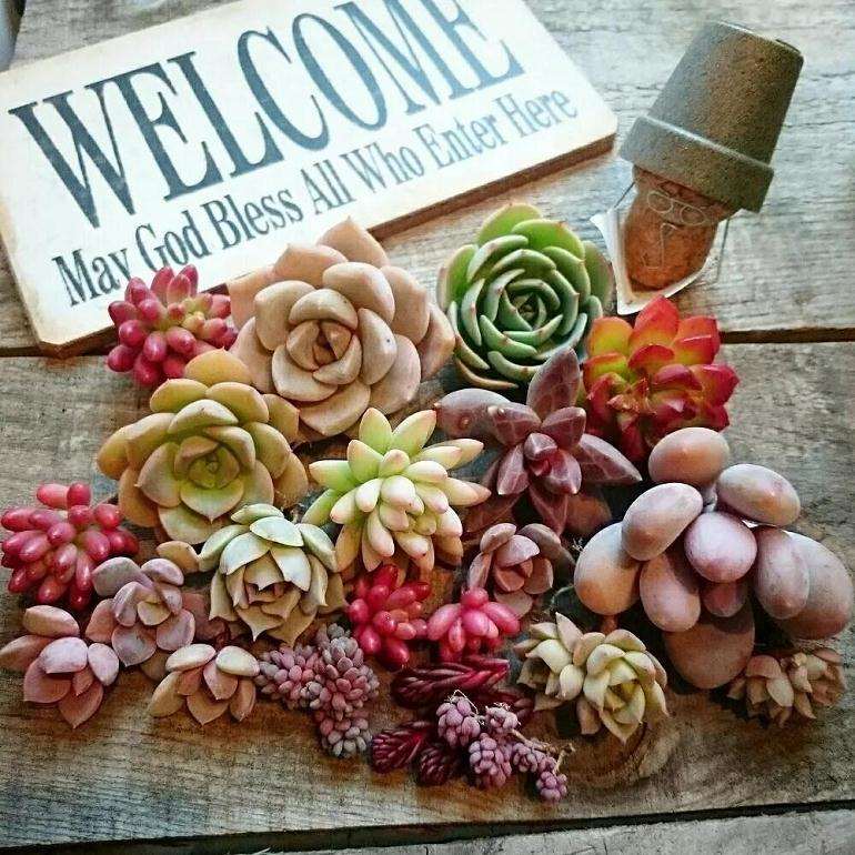 她因小小多肉植物专门开了一家工作室