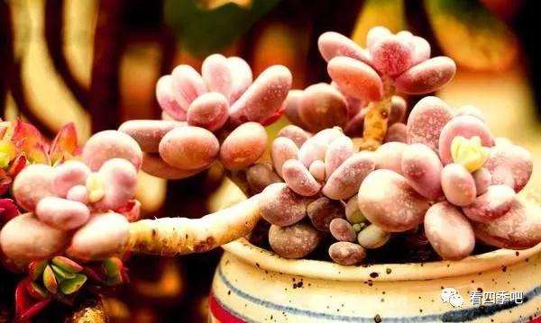 多肉植物怎么配土上盆的方法