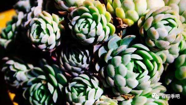 多肉植物怎么配土上盆的方法