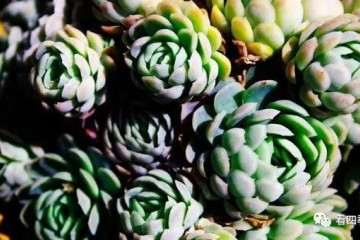 多肉植物怎么配土上盆的方法 图片