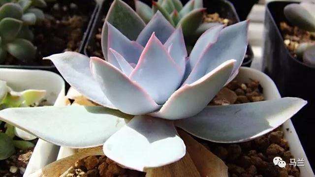 什么多肉植物叶片可以长成巴掌那么大