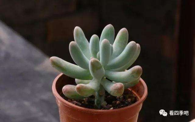 什么多肉植物叶片可以长成巴掌那么大