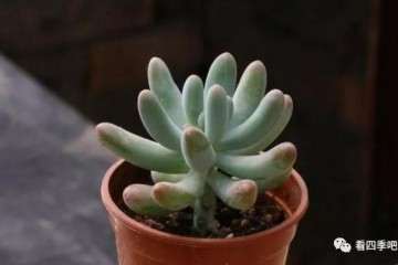 什么多肉植物叶片可以长成巴掌那么大