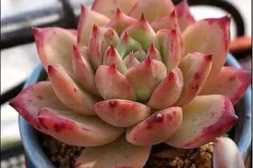 多肉植物怎么扦插配土的方法 图片