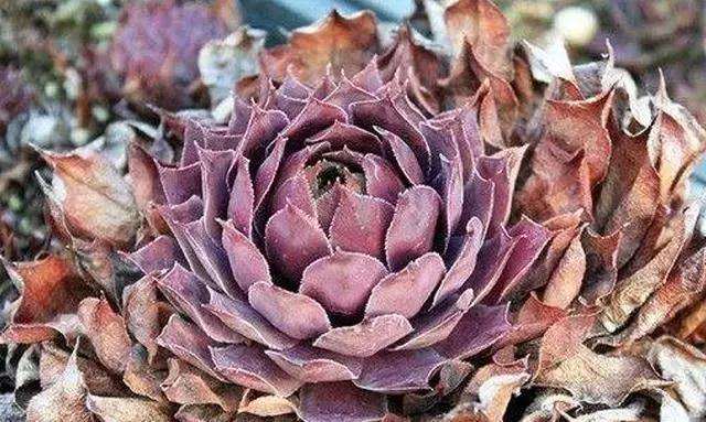 多肉植物为什么会越养越小