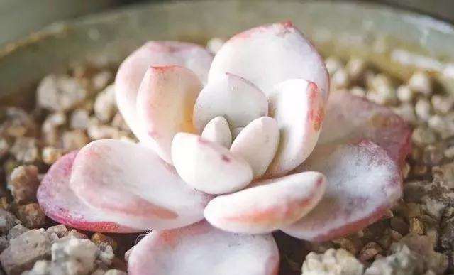 多肉植物为什么会越养越小