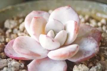 多肉植物为什么会越养越小 控水过度