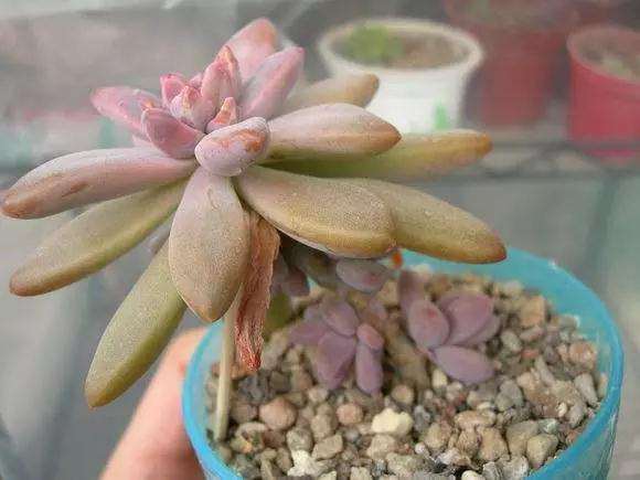 多肉植物浇水不合理